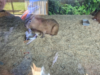 Wycieczka ZOO (22).jpeg