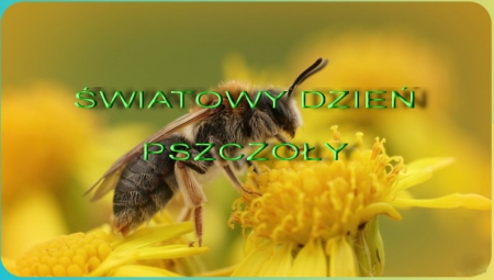 Światowy Dzień Pszczoły w przedszkolu